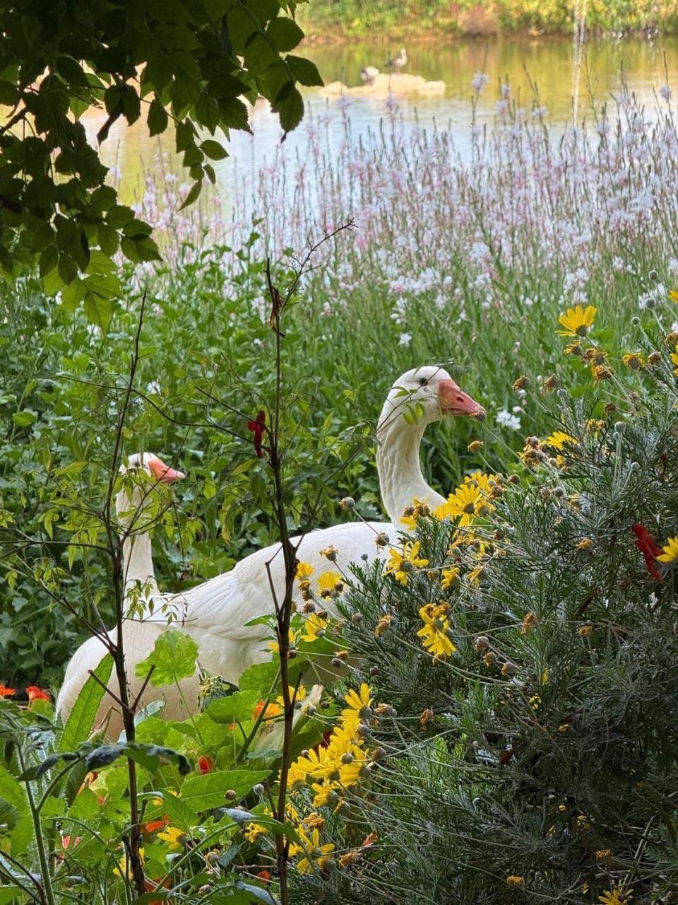 Middelplaas Paarl Guesthouse Buitenkant foto